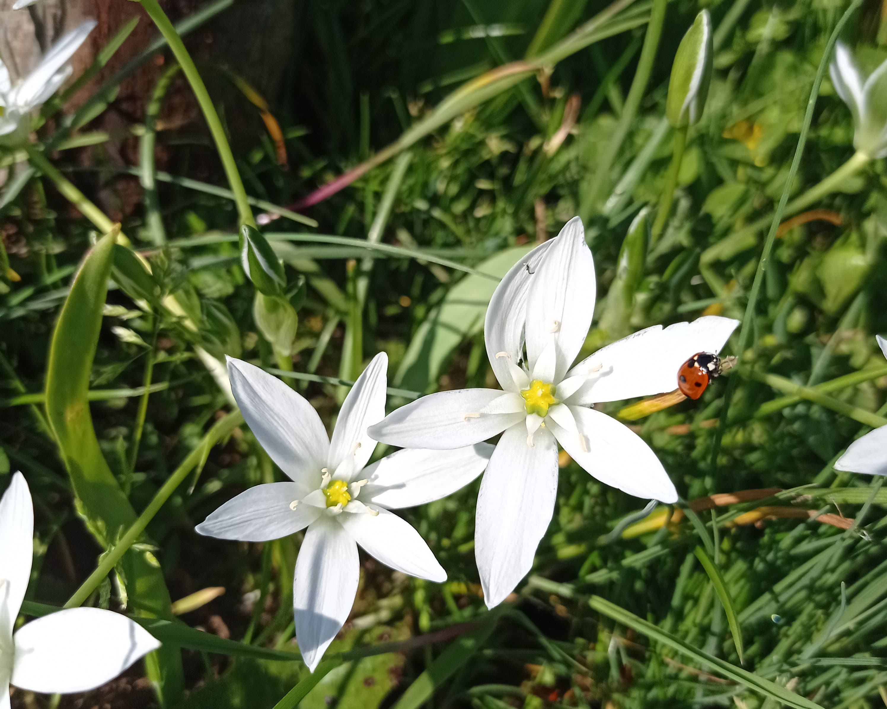 Désherbage Manuel & Naturel